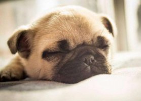 纯巴哥狗怎么分辨