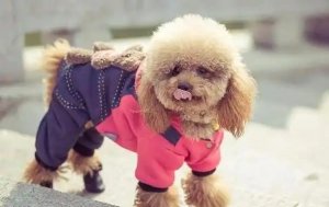 狗和狼可以繁殖吗？它们的后代叫什么？