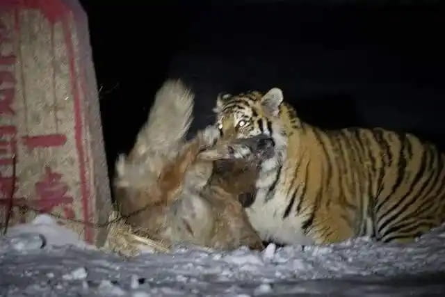 狗和狼可以繁殖吗？它们的后代叫什么？