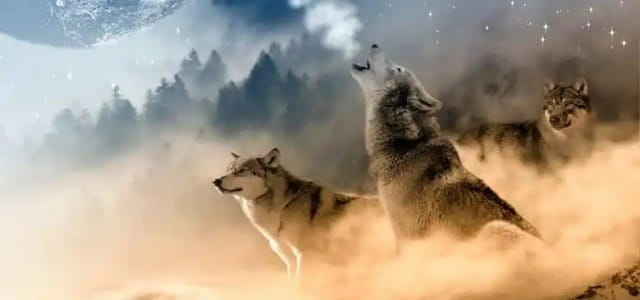 狗和狼可以繁殖吗？它们的后代叫什么？