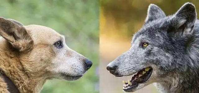 狗和狼可以繁殖吗？它们的后代叫什么？