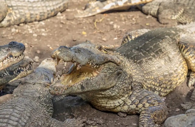 暹罗鳄可以当宠物吗