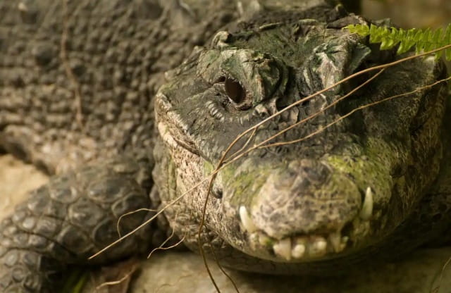 暹罗鳄可以当宠物吗