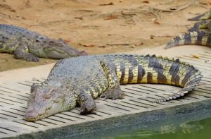 暹罗鳄可以当宠物吗