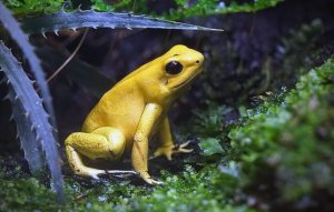 黄金箭毒蛙简介 黄金箭毒蛙形态特征
