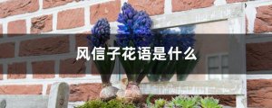 风信子的花语是什么 风信子的传说