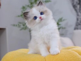 布偶猫正常体重表