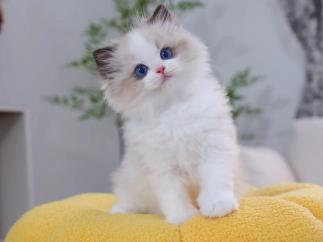 布偶猫正常体重表