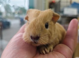 荷兰猪加州种和英短种有什么区别？