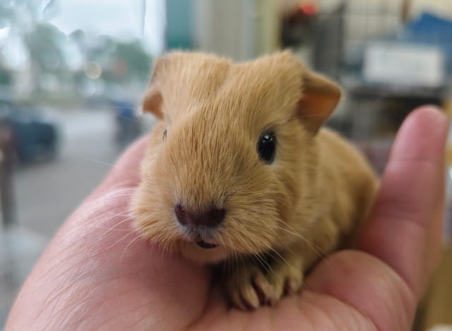 荷兰猪加州和英短的区别