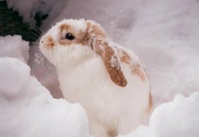 冬季兔子保暖妙招及实用技巧