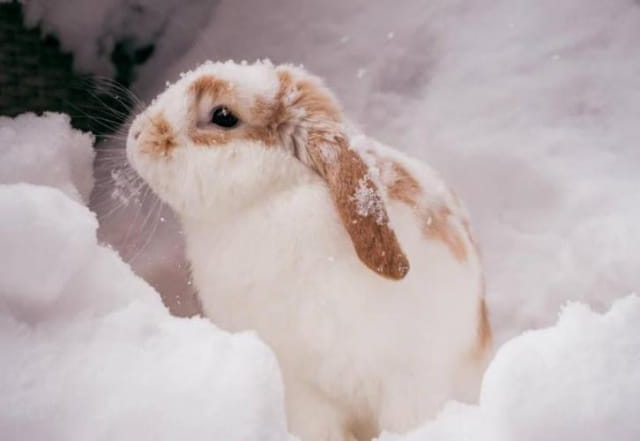 冬季兔子保暖妙招及实用技巧