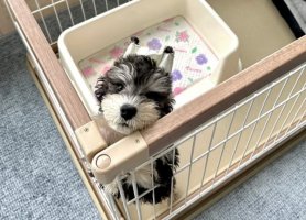 雪纳瑞训练上厕所注意什么