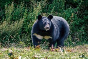 亚洲黑熊简介，亚洲黑熊生活习性