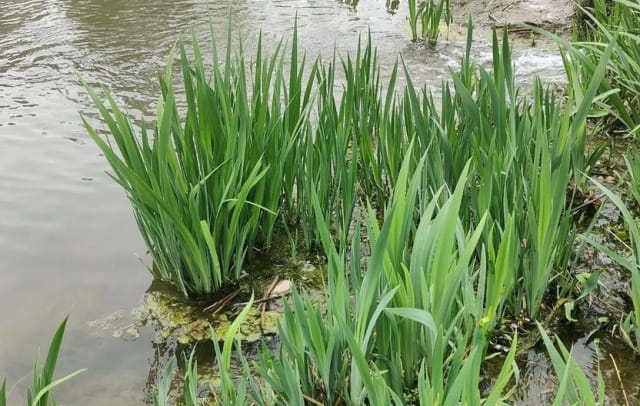 菖蒲简介，菖蒲的生长习性