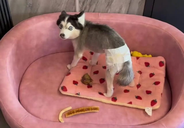 狗狗来大姨妈注意事项