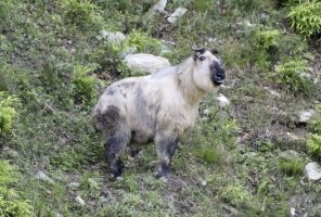 羚牛简介,羚牛的生活习性