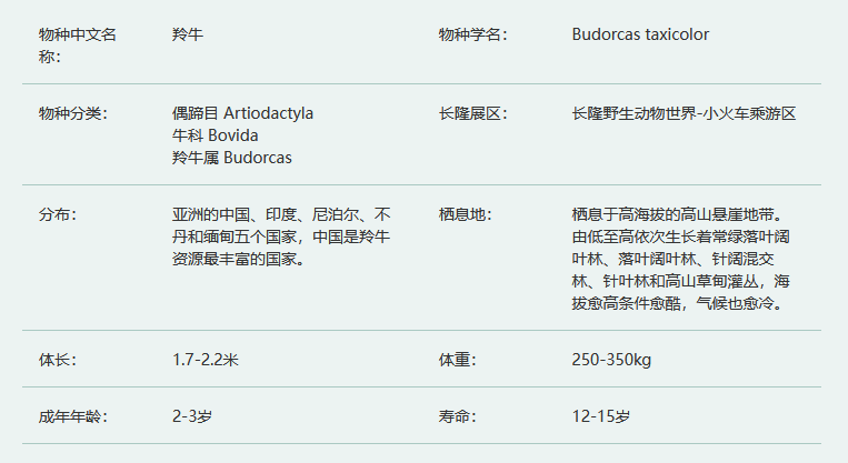 羚牛简介,羚牛的生活习性