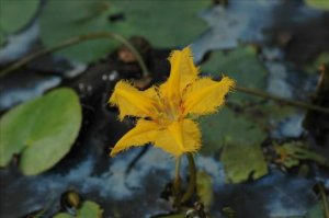 水金莲花简介，水金莲花生长习性