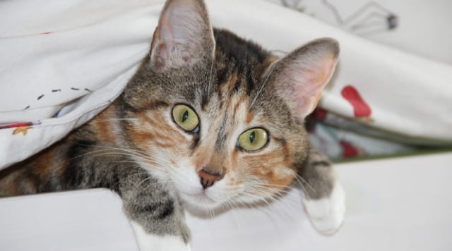 猫咪认主有这4个表现，你家猫占几个？