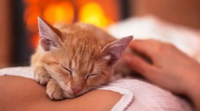 猫咪认主有这4个表现，你家猫占几个？