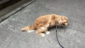 狗狗不排便可以坚持几天