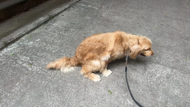 狗狗不排便可以坚持几天