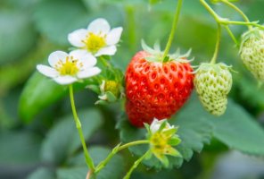 草莓的花语是什么