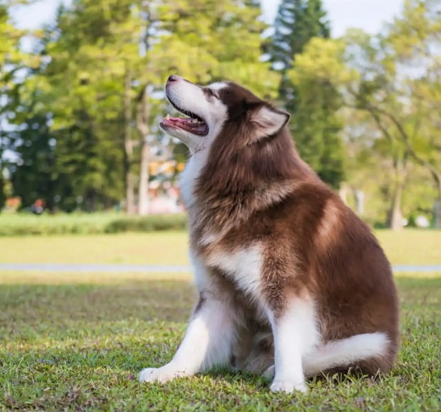 阿拉斯加犬怎么训练让它听话