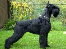 巨型雪纳瑞多少钱一只