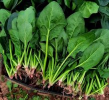 菠菜：不只是蔬菜，更是健康守护者