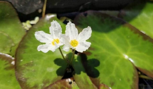 水皮莲简介，水皮莲生长习性