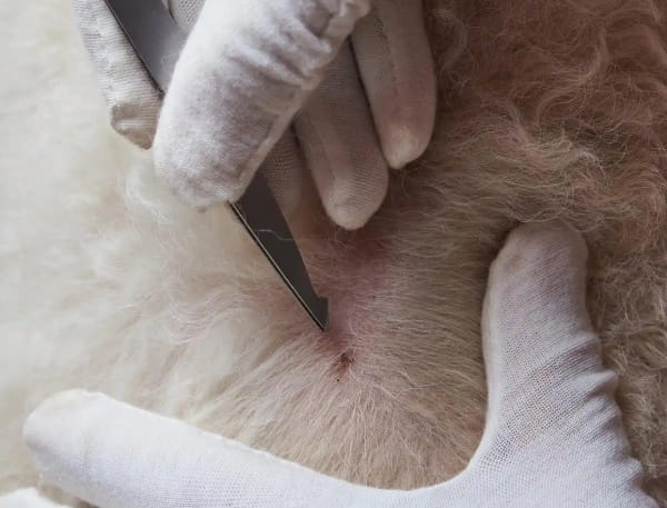 7个方法教你宠物跳蚤怎么去除更彻底