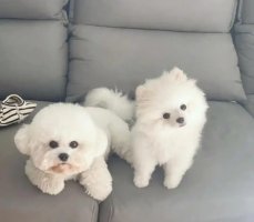 博美犬和比熊犬的区别