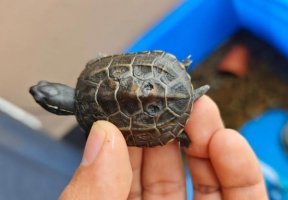 乌龟腐甲要干养多久