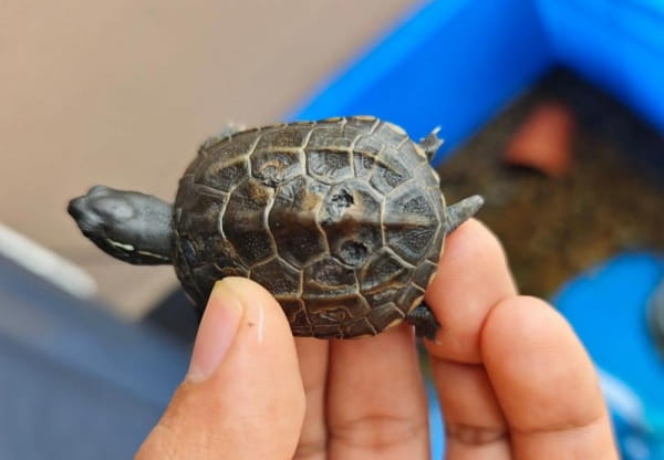 乌龟腐甲要干养多久