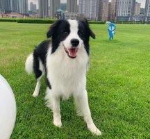 新手训边牧狗的方法大全