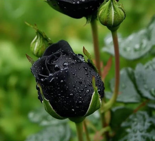 黑玫瑰的花语是什么