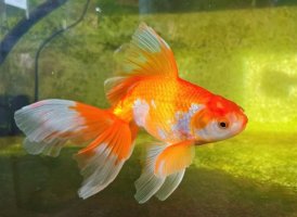 金鱼怎么养，日常管理应该注意些什么？