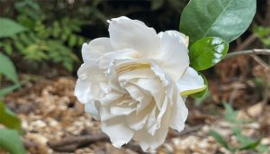 栀子花叶子发黑是什么原因