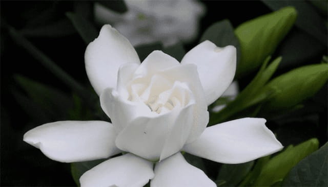 栀子花叶子发黑是什么原因