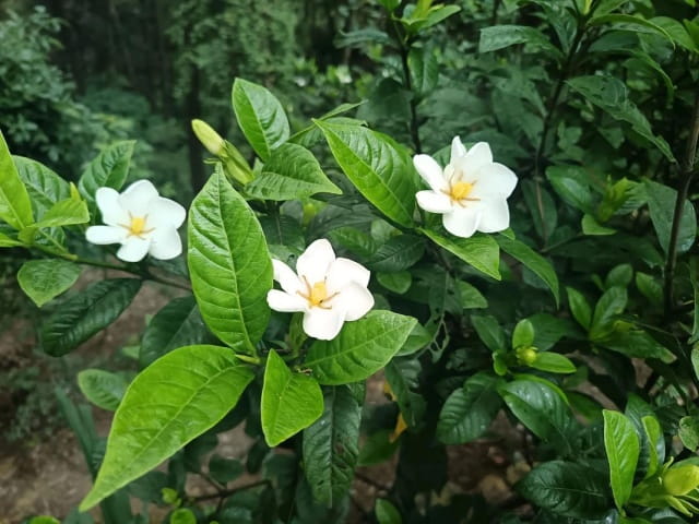 栀子花什么时候开