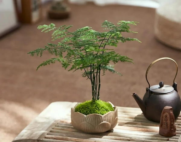 养文竹试试3个小方法