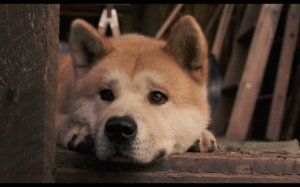 忠犬八公是什么狗的品种