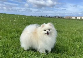 公认好养的5种“小型犬”，寿命很长，有你在养