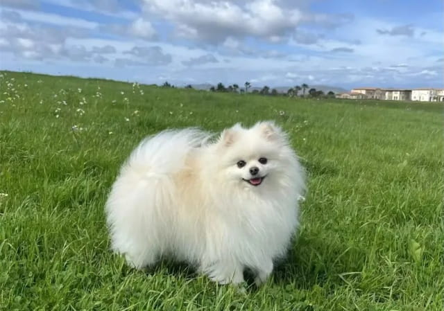 公认好养的5种“小型犬”，寿命很长，有你在养的吗？