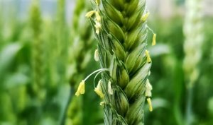 花期最短的花是什么花