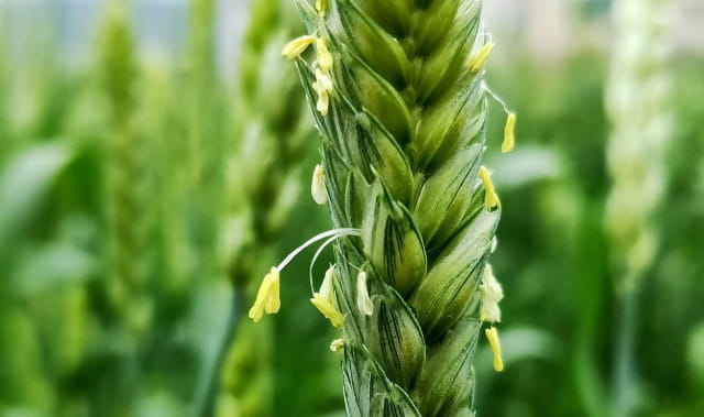 花期最短的花是什么花