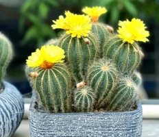 英冠玉简介，英冠玉生长习性