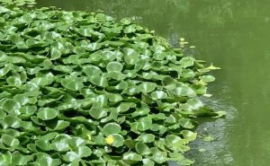 水葫芦简介，水葫芦生长习性